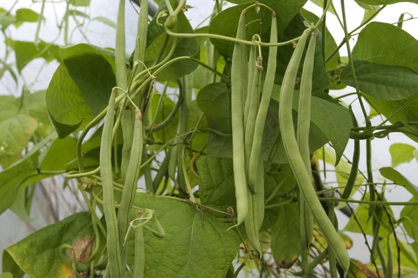 Fresh ripe green beans growing in summer — Stock Photo, Image