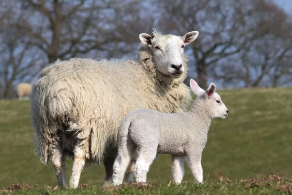 Pastoreo de ovejas y corderos —  Fotos de Stock