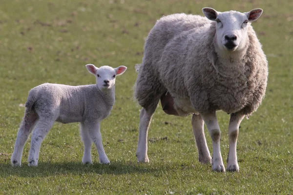 羊和小羊放牧 — 图库照片