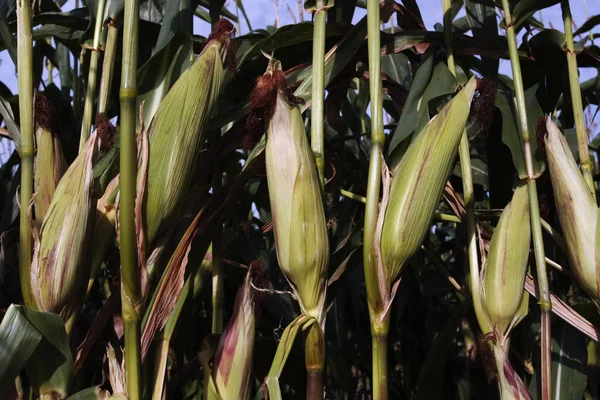 Fresh ripe corn growing in rural field — Stock Photo, Image