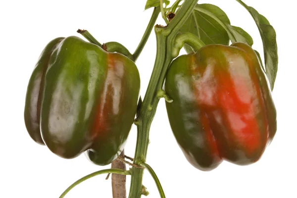 Niet-scherpsmakende pepers plant geïsoleerd over Wit — Stockfoto