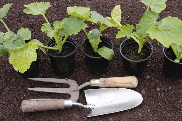 Výsadbu semen zeleniny připravené půdě — Stock fotografie