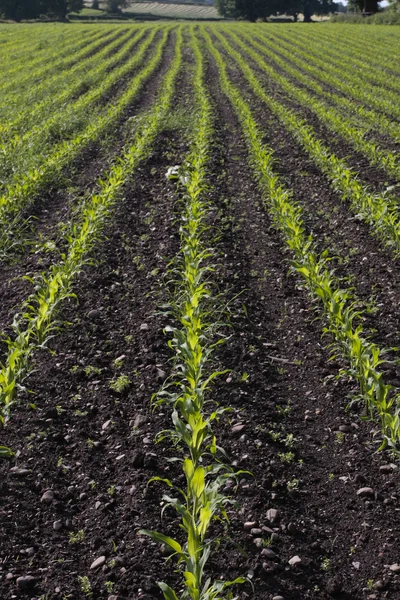 Sazenice kukuřice roste ve venkovské oblasti v předjaří — Stock fotografie