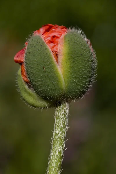 Spring flower bud opening in spring — Stock Photo, Image