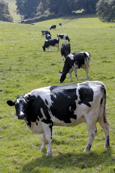 Pastagens de vacas em pastagens frescas — Fotografia de Stock