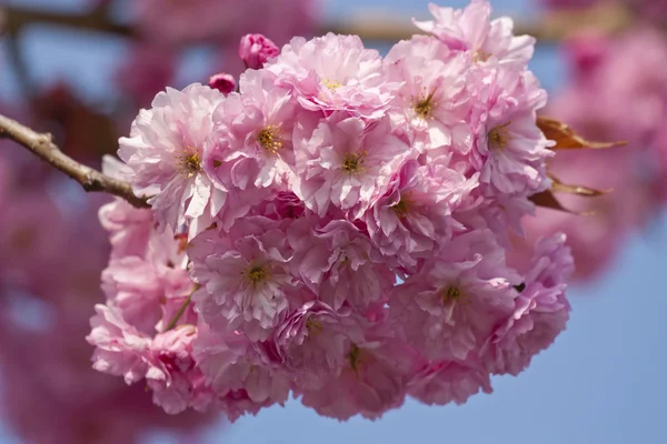 Różowy kwiat drzewa na wiosnę — Zdjęcie stockowe