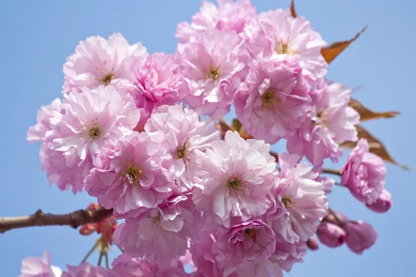 Růžový třešňový květ strom na jaře — Stock fotografie