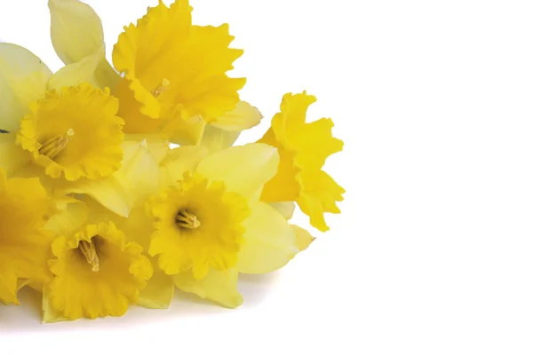 Daffodil flower blooms over white background — Stock Photo, Image