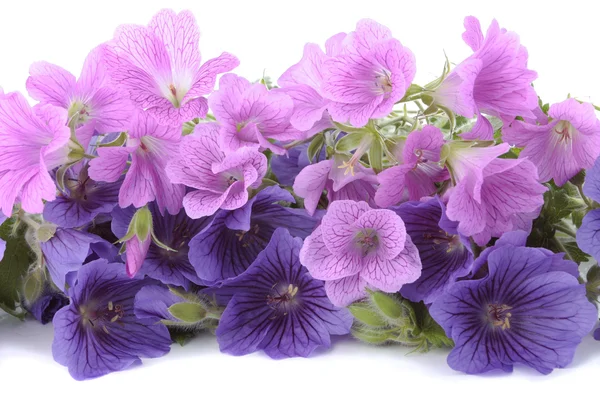 Jarní květiny izolovaných na bílém pozadí — Stock fotografie