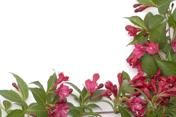 Beyaz arka plan üzerinde izole bahar çiçekleri — Stockfoto
