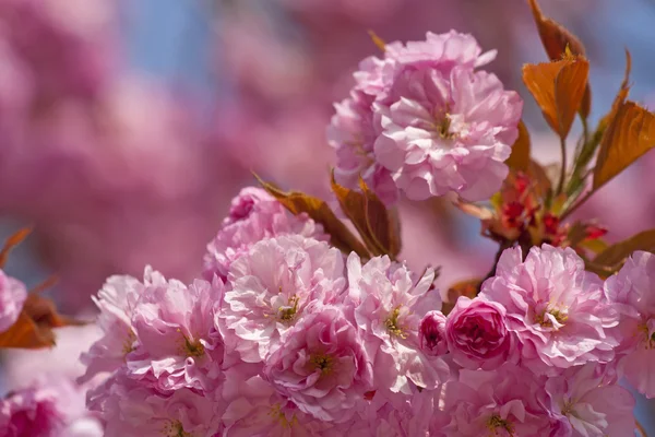 春にピンクの桜の木 — ストック写真