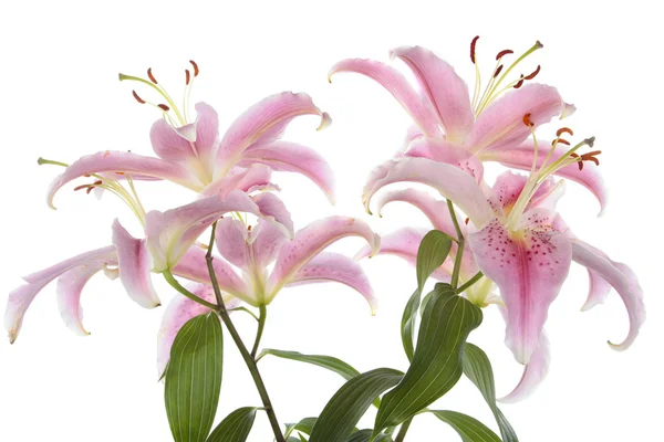 Beyaz arka plan üzerinde pembe lily çiçek çiçeklenme — Stok fotoğraf