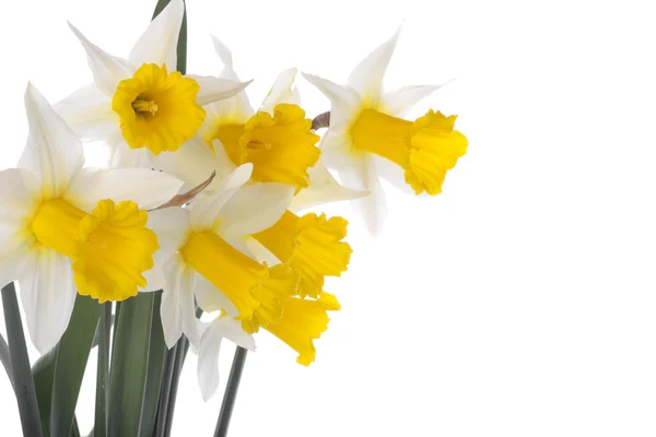 Daffodil flower blooms over white background — Stock Photo, Image