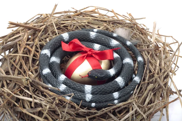 Золотое яйцо в гнезде со змеиной защитой украсть концепцию — стоковое фото