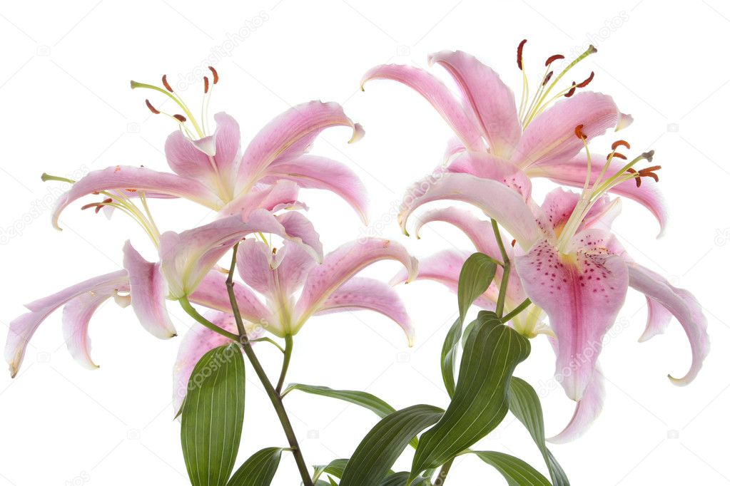Pink lily flower bloom over white background