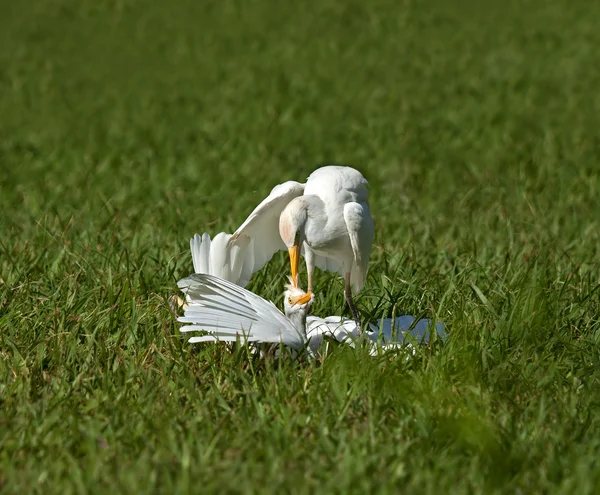 Ataque de Egret de gado — Fotografia de Stock
