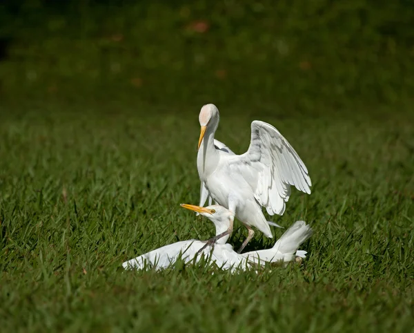Egrets gado lutando — Fotografia de Stock