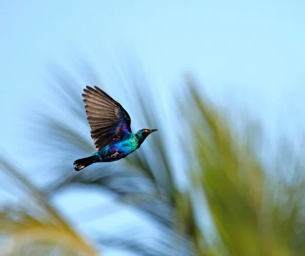 Lesser Blue-eared Glossy Starling in flight — Stock Photo, Image