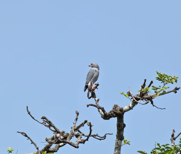Kertenkele Şahin ağacında — Stok fotoğraf