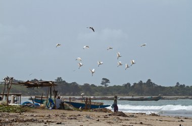 sığır iğreti tanji beach üzerinde