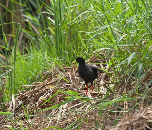 Černé Chřástal v poli rýže — Stock fotografie