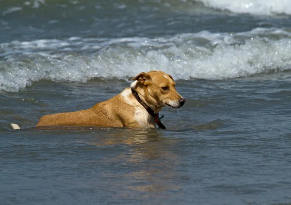 Cão em ondas rasas — Fotografia de Stock