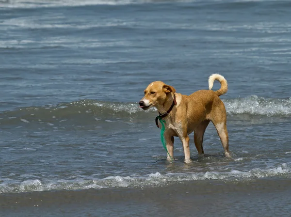 Köpek ayakta sığ dalgalar halinde — Stok fotoğraf