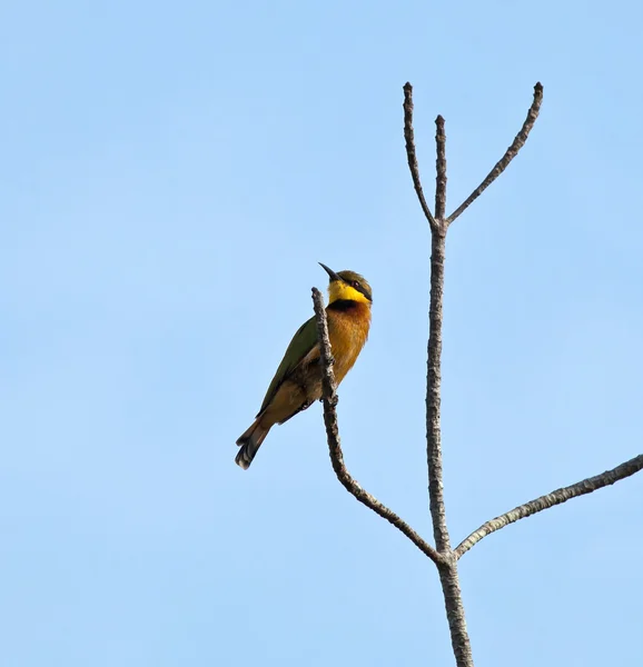 Little Bee-eater — Stock Photo, Image