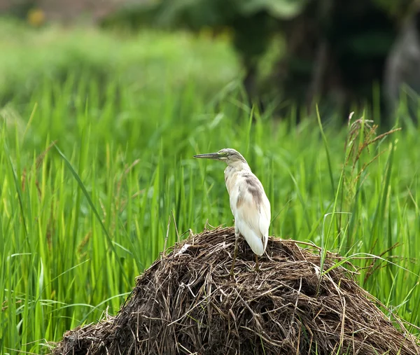 Volavka vlasatá rýžové pole — Stock fotografie