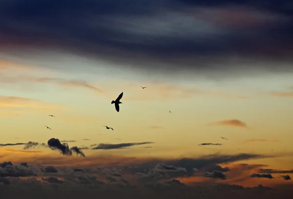 Gulls at Sunset — Stock Photo, Image