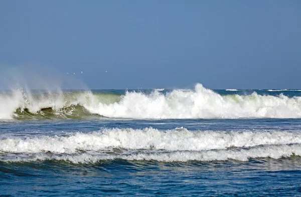 stock image Surf and Gulls