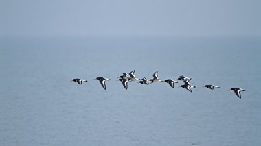 uçan oystercatchers