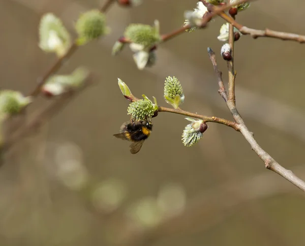 Bee on Pussy Willow — Stock Photo, Image