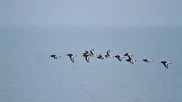 Oystercatchers Flying — Stock Photo, Image