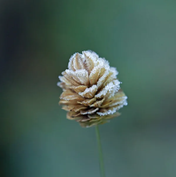 Geada na cabeça de semente de grama — Fotografia de Stock