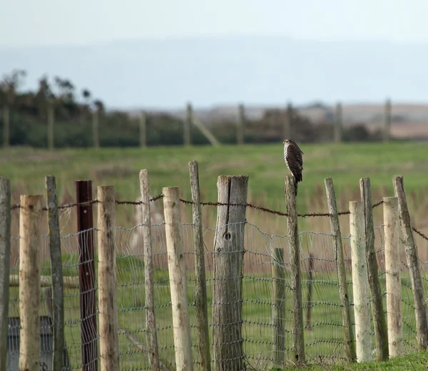 Sparrowhawk em cerca — Fotografia de Stock