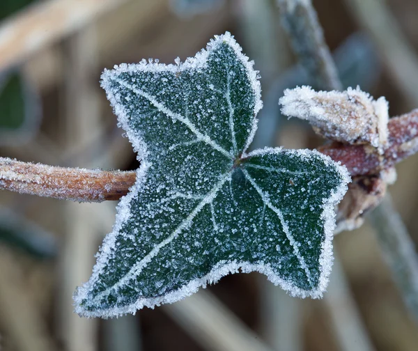 Frost auf Efeublatt — Stockfoto