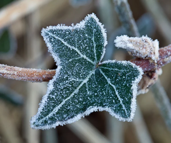 Gel sur feuille de lierre — Photo