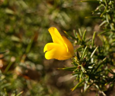 Güneş ışığında Gorse çiçek