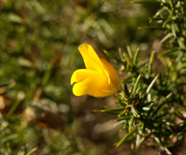 Gorse квітка у Sunlight — стокове фото