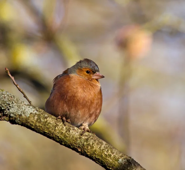Chaffinch in Sunlight — Stock Photo, Image