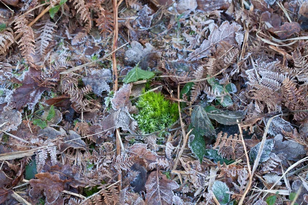 Moos, Blätter und Frost — Stockfoto