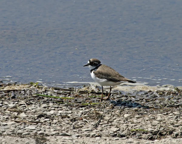 Little Ringed Plover — Stock Photo, Image