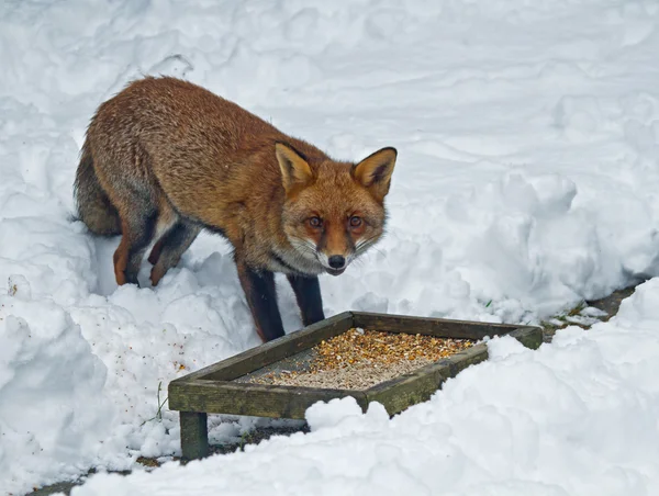 Fuchs im Schnee — Stockfoto