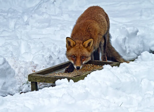 Fox en la nieve — Foto de Stock