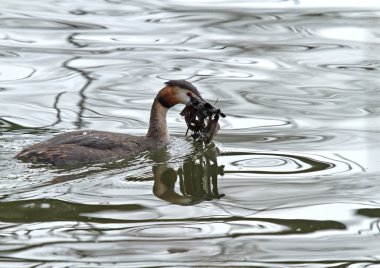 Great Crested Grebe with Nesting Material