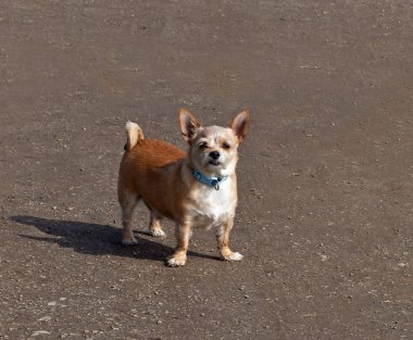 küçük köpek tutum ile