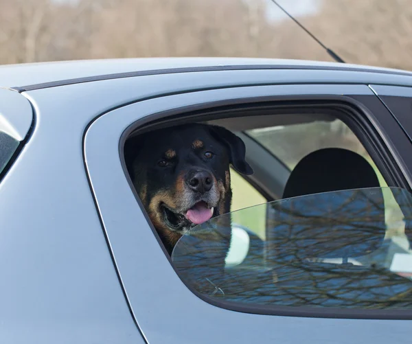 Kutya autóban — Stock Fotó