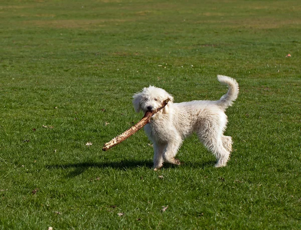 Perro jugando con palo — Foto de Stock