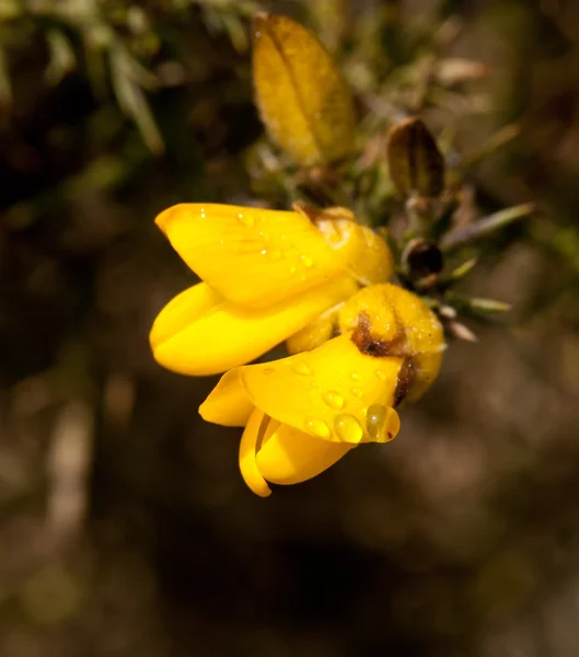 Gorse çiçek ve çiğ — Stok fotoğraf